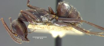 Media type: image; Entomology 9215   Aspect: habitus lateral view